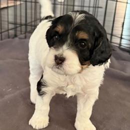 Rose - Tri-color female Cavapoo puppy in Greer, South Carolina from Palmetto Companion Puppies