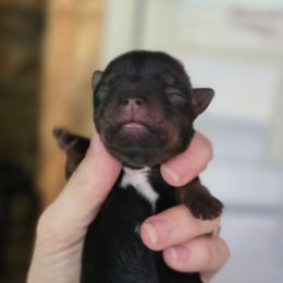 Girl 3 - Black and tan female Yorkshire Terrier puppy in Craig, Colorado from Yampa Valley Yorkies