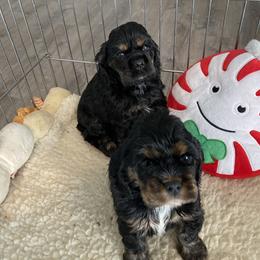 Cocker Spaniel Puppies from Palmtree Cockers