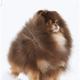 Lou (owned by Chantilly Lace Pomeranians)