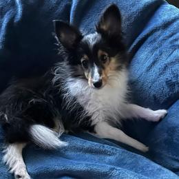 JACK - Black & tan male Toy Shetland Sheepdog puppy in Livonia, Michigan from M7’s Shelties, Toonies & AussieDoodles