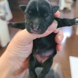 Ppf3 - Black and white female Chinese Crested puppy in New Castle, Pennsylvania from Long Haul Cresteds & Long Rotts