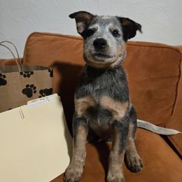 Obi-wan - Blue speckled male Australian Cattle Dog puppy in Fairmont, West Virginia from Jedda ACDs