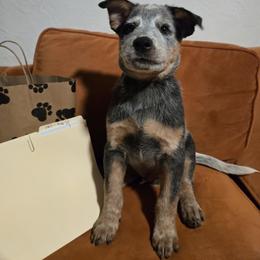 Obi-wan - Blue speckled male Australian Cattle Dog puppy in Fairmont, West Virginia from Jedda ACDs