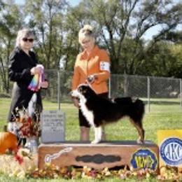 Miniature American Shepherd Puppies from Fuzzbottom Miniature American Shepherd