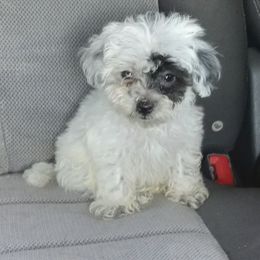 Maltipoos from C&R kennels
