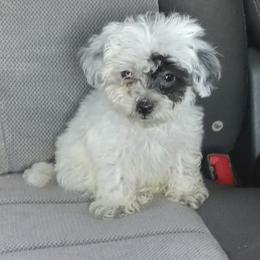 Maltipoos from C&R kennels
