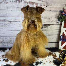 Binky - Miniature Schnauzer