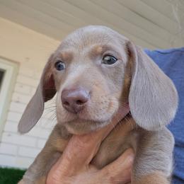 Moe - Fawn (Isabella) male Dachshund puppy in Sarasota County, Florida from Donna's Mini Joys