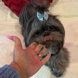 Paris - Shih Tzu