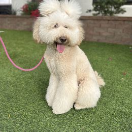 Malie (Molly) - Goldendoodle