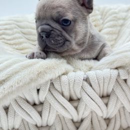 Ruby - Blue female French Bulldog puppy in Campbell Hall, New York from Charlie’s Frenchies