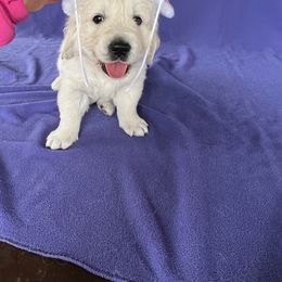 Golden Retriever Puppies from Cream of the Crop Kennel