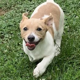 Nola - Teddy Roosevelt Terrier