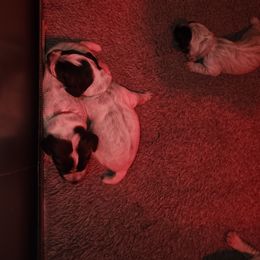 5 - Brown and gray male Wirehaired Pointing Griffon puppy in Clear Spring, Maryland from Moonshine's Wirehaired Pointing Griffons