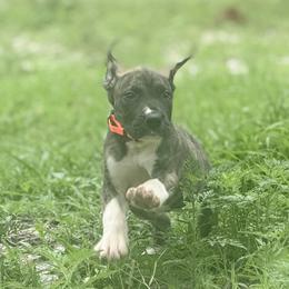 Lingini - Brindle male Great Dane puppy in Lehigh Acres, Florida from Florida Wrinkles