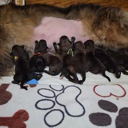 Rust Collar - Reddish brown male Leonberger puppy in Perry County, Pennsylvania from Corazon de Leon Leonbergers