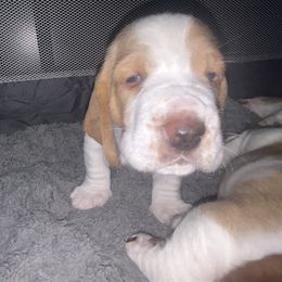 Basset Hound Puppies from Mockingbird Hollow Bassets