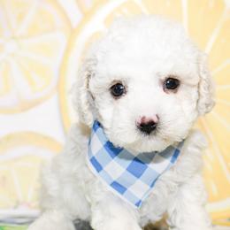 Poodle puppies from Ann R.