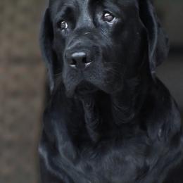 Agnes - Labrador Retriever