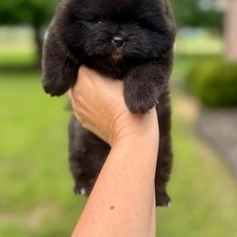 CADBURY - Black female Pomeranian puppy in Willis, Texas from Treasured Jewels Pomeranians