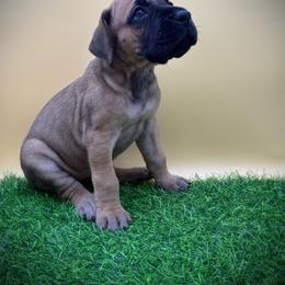 Fawn - Fawn female Great Dane puppy in Grand Junction, Colorado from Top Brackett Danes