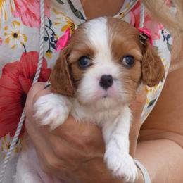 Bellatrix - Blenheim female Cavalier King Charles Spaniel puppy in Greensboro, North Carolina from Hyde Park Cavaliers