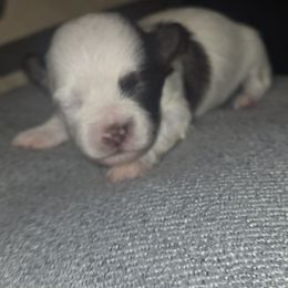 Girl 1 - White female Havanese puppy in Columbus, Ohio from Havanese Puppies Columbus