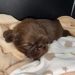 Liver Boy - Liver male Shih Tzu puppy in Albany, New York from Precious Shihpoo’s and Luxurious Shih Tzu’s