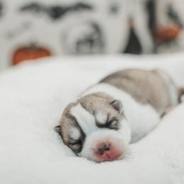 Hecate - Gray and white female Siberian Husky puppy in Front Royal, Virginia from North River Siberians