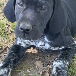 Female 1 - Liver female German Shorthaired Pointer puppy in Covington, Louisiana from Six Hitch Farm