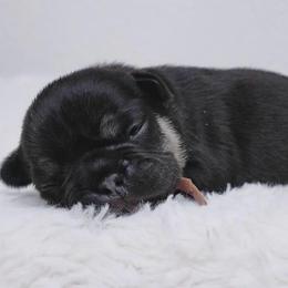 Pink - Black and tan female French Bulldog puppy in Avondale, Arizona from BigDiamondFrenchies