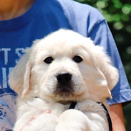 Pepper, Black collar - Golden Retriever puppy from Golden Heart Creams