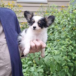 Willie - Blue and white male Chihuahua puppy in Indian Trail, North Carolina from Carry On Chihuahuas