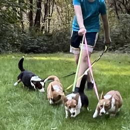 Pembroke Welsh Corgis from Happy Tails Corgi Farm