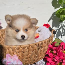 Kenny - Merle male Pomsky puppy in Elgin, Oregon from Kenna'z Kuddly Pomskiez