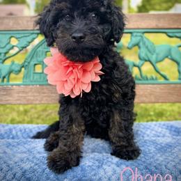 Goldendoodle Puppies from True Friend Doodles