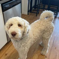 Labradoodle and Saint Berdoodle Puppies from ProAct Canines