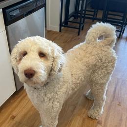 Labradoodle and Saint Berdoodle Puppies from ProAct Canines