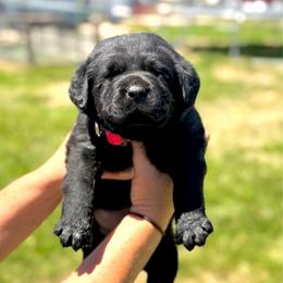 Pinto - Black male Labrador Retriever puppy in Baldwin City, Kansas from Hedge Lane Labradors