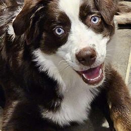 Miniature Australian Shepherd Puppies from Yarborough Kennels