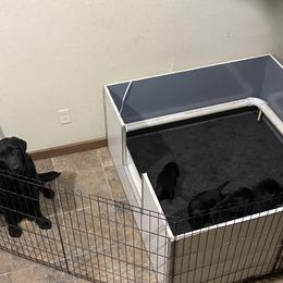 Labrador Retriever Puppies from R Little Retrievers