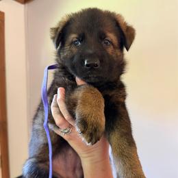 Veronica - Sable female German Shepherd puppy in Winterport, Maine from Vom Stevens Old Fashioned German Shepherds