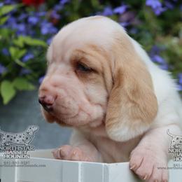 Prime - Red and white male Basset Hound puppy in Pollock, Missouri from Northstar