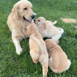 Golden Retrievers from West Mountain Golden Retrievers