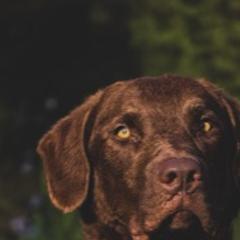 Bella - Chesapeake Bay Retriever