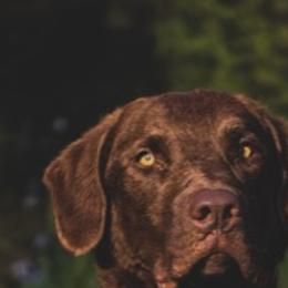 Bella - Chesapeake Bay Retriever