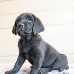 Girl 1 - Black female Labrador Retriever puppy in Minden, Nevada from Candyview Labradors