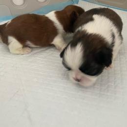 Pete - Black gold and white male Shih Tzu puppy in Wyoming, Michigan from Shih Tzu Shenanigans