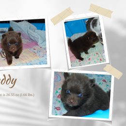 Pomeranian Puppies from Bat Cave Poms